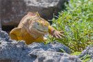 Galapagos