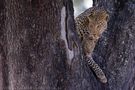 Leopards. von Stephan Tuengler