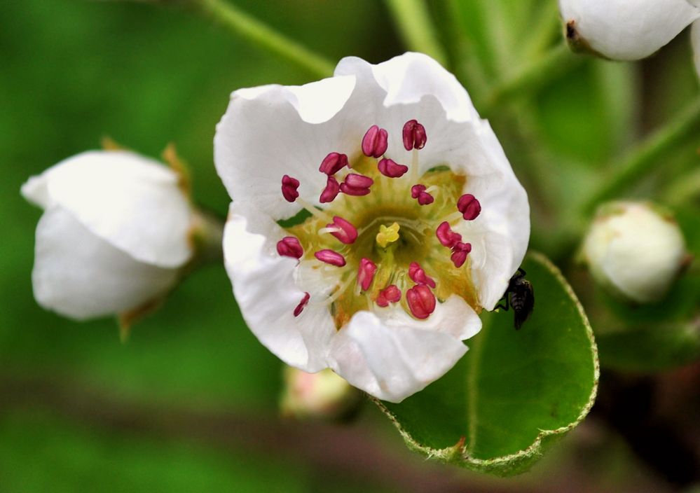 Obstblüte von Sabine Leifels 