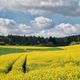 Rapsblte in der Eifel