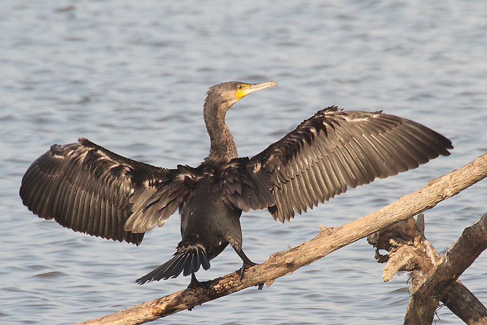 6.Birds of Lake Tisza- Drying