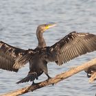 6.Birds of Lake Tisza- Drying