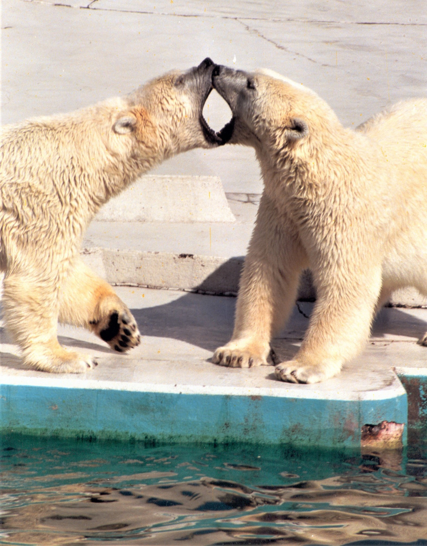 6c Nr. 29 (Neg.) 2 sich küssende Eisbären (2)