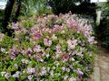 Bordure de lilas nains au jardin by CHOISNET Christiane