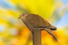 Eurasian collared dove by Valentin Dimitroff