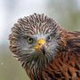 Tierisch gut!: Rotmilan Porträt / Portrait of a red kite von luuk