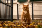 Guardian of the gate  de karlitto