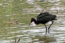 IBIS où pas de Josiane FERRET