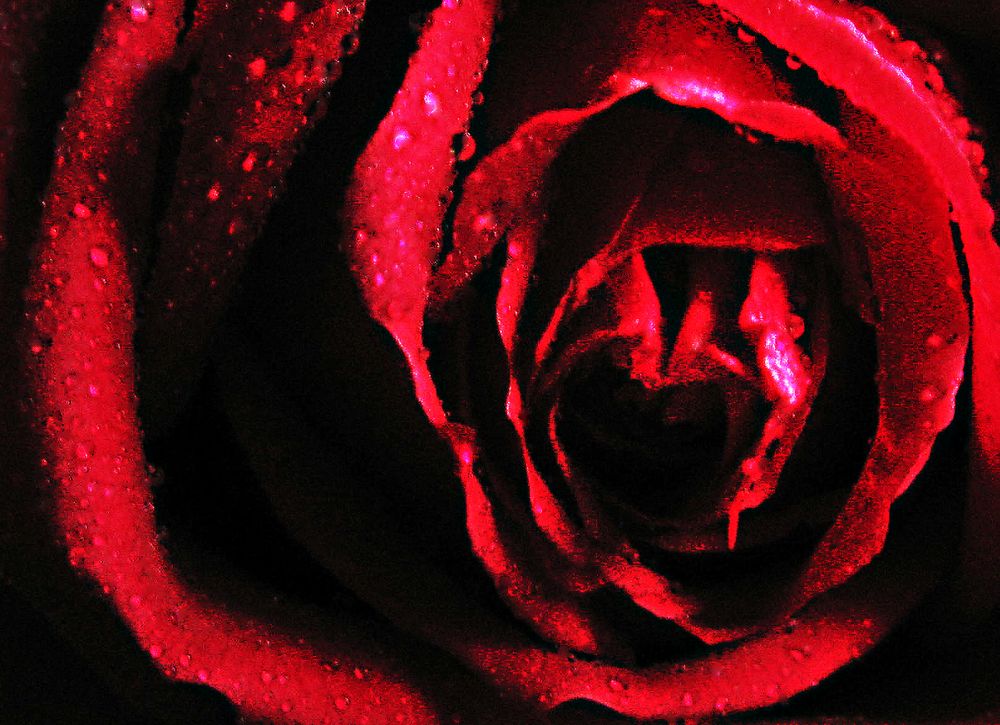 Rote Rose von Delvendahl