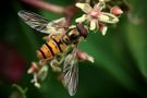 Winterschwebfliege von Haron Jones 