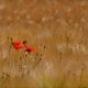 Poppys in corn