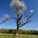 noch blht der alte Kirschbaum