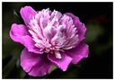 rosarote Blüte von Phontom 