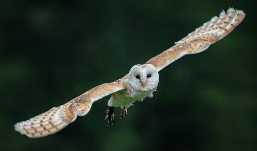 Lautlosflug von Reinhold J. Schiemer