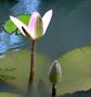 Seerose im botanischen Garten Sydney von Fritz Dr.Merl 