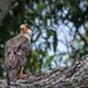 CARICARE (Caracara plancus)