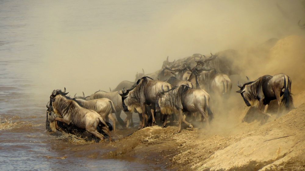 Mara River Crossing von Elvira Wolfer