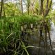 Mit dem Kahn durch den Spreewald staken