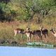 Impalas zwischen den Nilkrokodilen