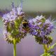 _MG_6097-Flockenblume mit Hummel