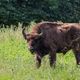 Wisent