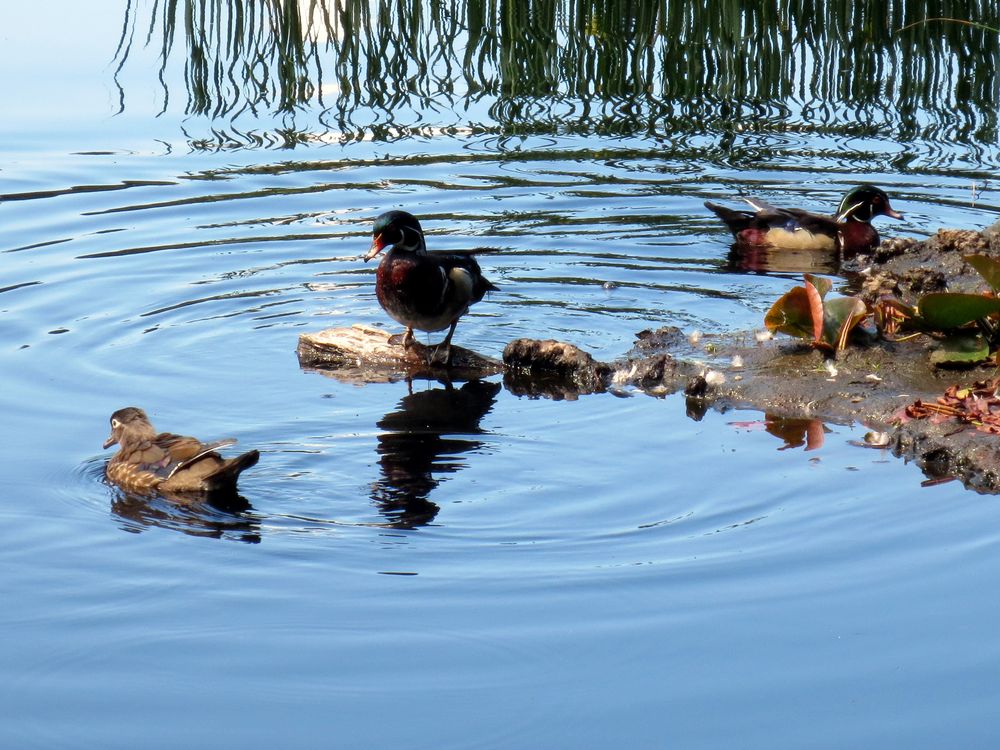 Beaver Lake - Enten - Vancouver, Kanada von ChristelKue