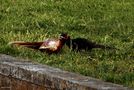 Fighting Pheasants 17 Apr. 2021 A p von Pier Paolo Fondi