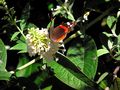 PAPILLON SUR FLEUR BLANCHE de BUBUL 