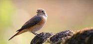 The Living Forest (801) : Common Redstart by Mark Billiau.