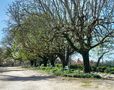 Primavera reverdece los castaños de La Alameda. de Maerr