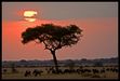 Serengeti NP