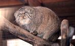 Manul by Serz B