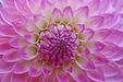 Flower macro
