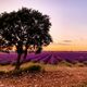 Campos de Lavanda