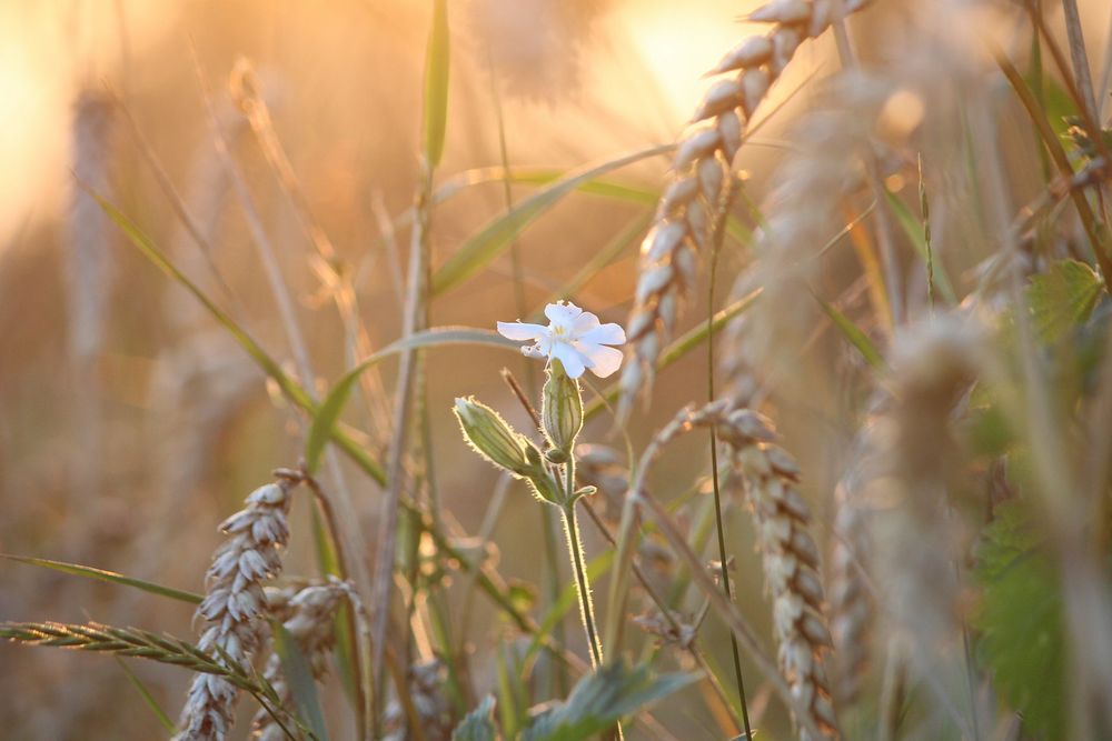 Sonnenaufgang am Kornfeld von Hobbyfotografie Lichtblau 