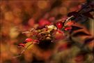 || Herbst15 by Ela Ge 