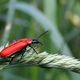 Scharlach Roter Feuerkfer