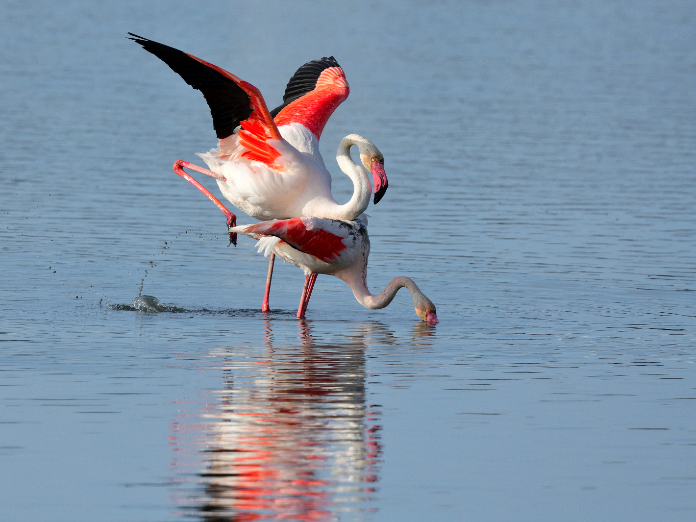 6_Flamingo Yoga