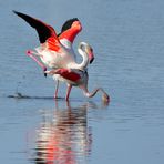 6_Flamingo Yoga