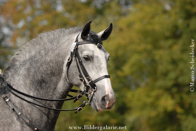 6.Internationales Lusitano-Festival im Schloßgarten zu Castell