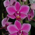 6te Phalaenopsis