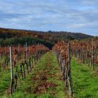 6_Weinberge, Vineyards, Pico del Vino