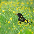 7 Amsel in Wiese e