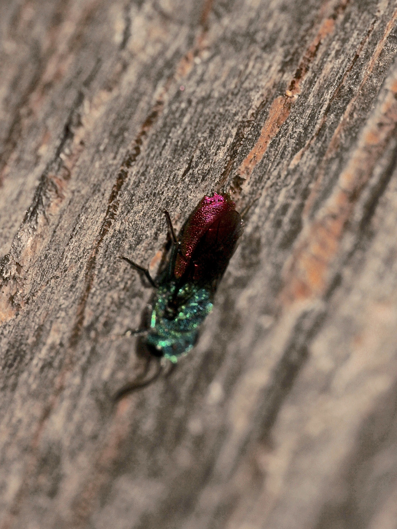 (7) Ancistrocerus nigricornis und Chrysis ignita - Lehmwespe mit Goldwespen-Parasit