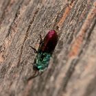 (7) Ancistrocerus nigricornis und Chrysis ignita - Lehmwespe mit Goldwespen-Parasit