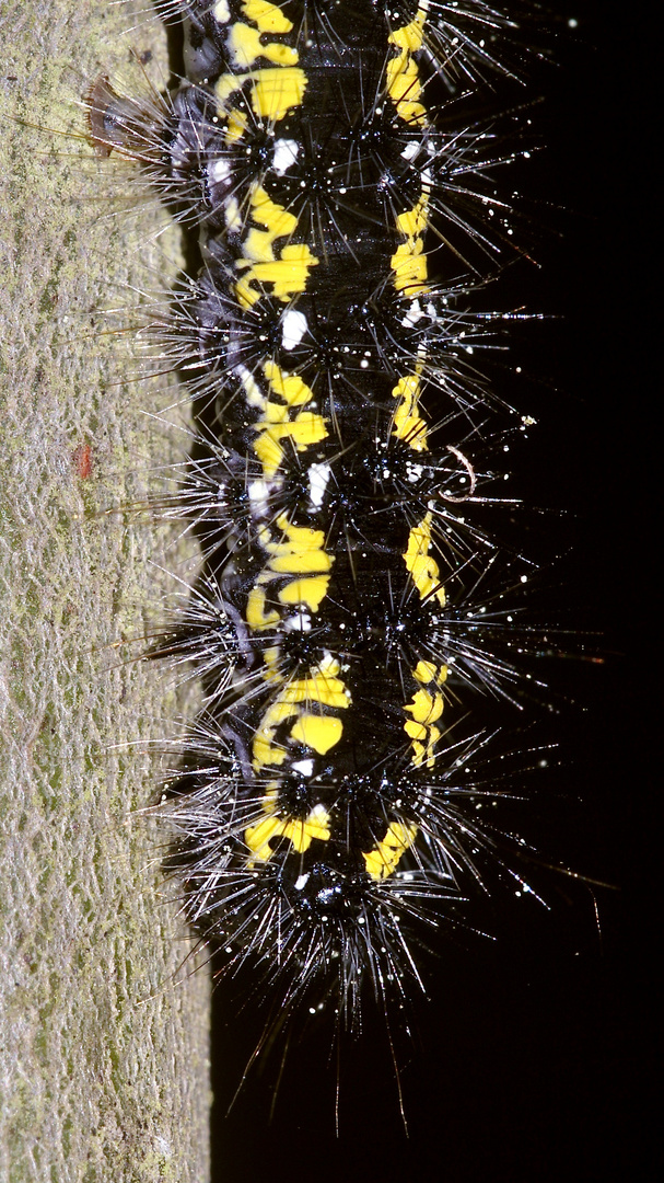 (7) Auch die Raupe des SCHÖNBÄRs (CALLIMORPHA DOMINULA) ...