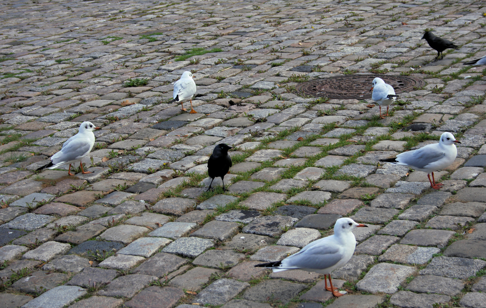 7 auf einen Streich 