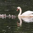 7 auf einen Streich .