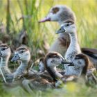 7 auf einen Streich - Nilgänse