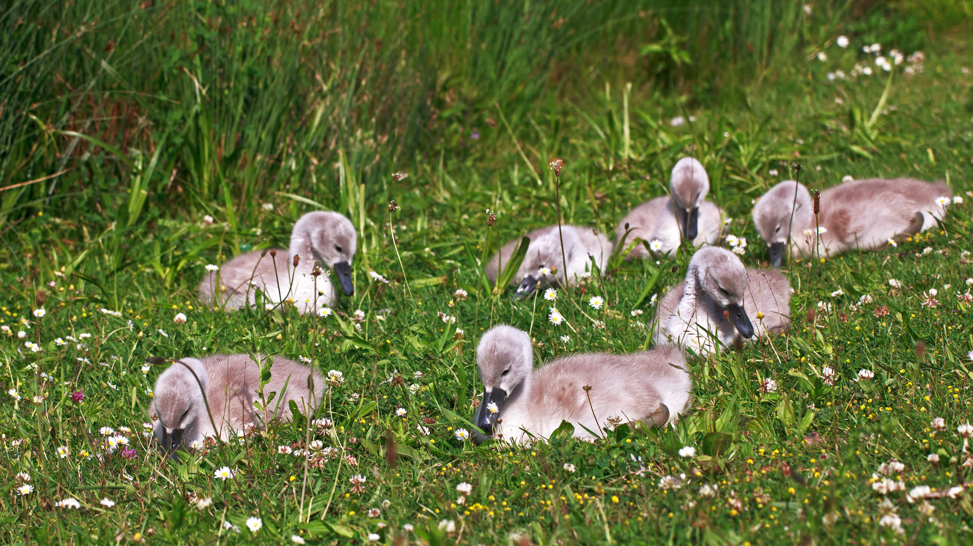 7 auf einer Gänseblümchenwiese